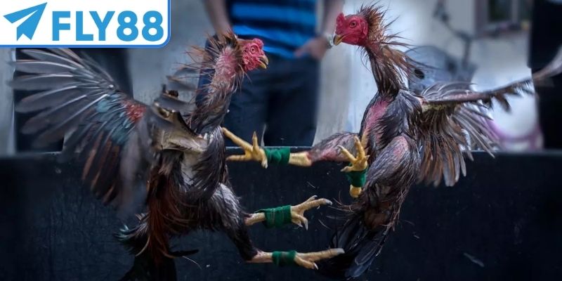 Đá gà cựa dao cực hấp dẫn