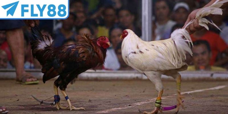 Đá gà C1 là một giải đấu chọi kê chuyên nghiệp số 1