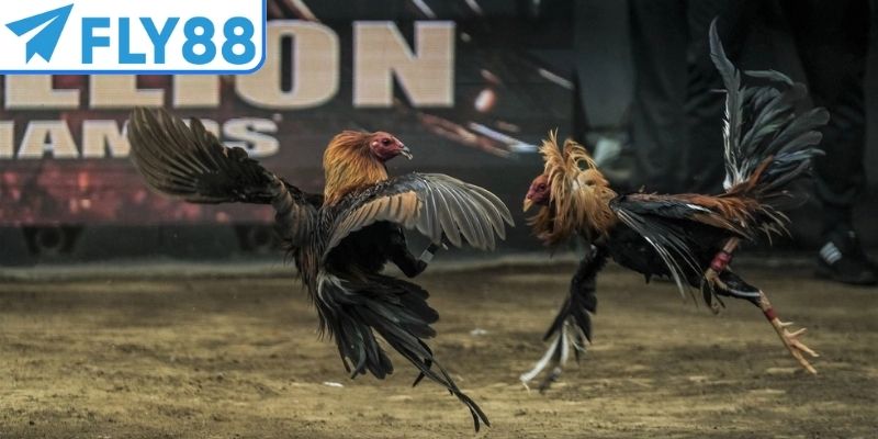 Trận đấu chọi kê diễn ra với tốc độ nhanh và kịch tính