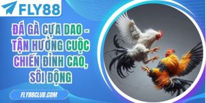 Đá Gà Cựa Dao