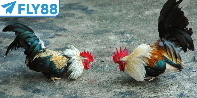 Đá gà cựa dao là hình thức thi đấu sôi động, hấp dẫn