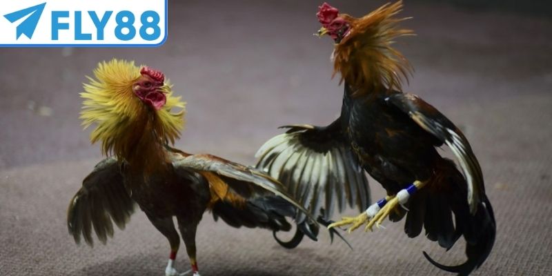 Đá gà cựa dao là hình thức thi đấu sôi động, hấp dẫn