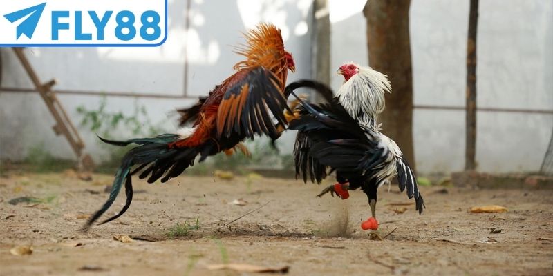 Cuộc chiến giữa các chiến kê cực hấp dẫn