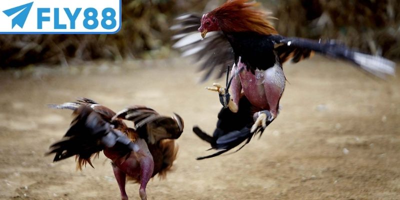 Đá gà cựa sắt là hình thức thi đấu bùng nổ