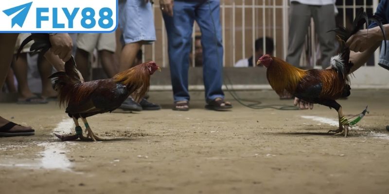 FAQ - Câu hỏi thường gặp về đá gà đòn FLY88