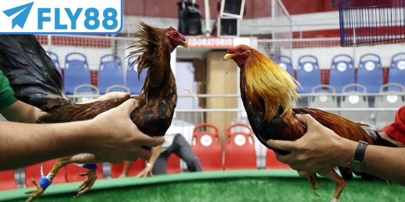 Vì sao đá gà FLY88 thú hút nhiều người chơi