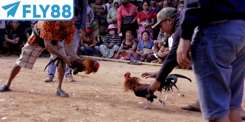 Bobby Boles Asil có bản lĩnh tốt