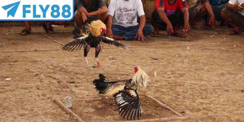 Kelso là dòng chiến kê nổi tiếng lối đánh dũng mãnh