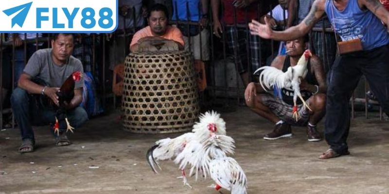 Đá gà Mỹ mang đến trận chiến sôi động