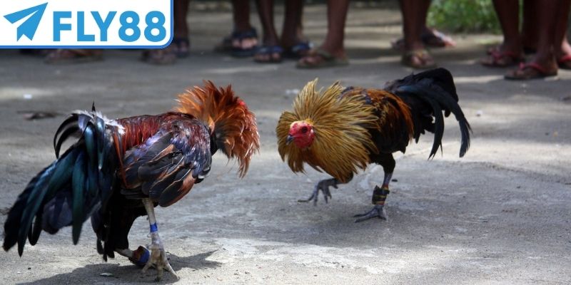 Chọn sảnh phù hợp giúp quá trình trải nghiệm suôn sẻ hơn