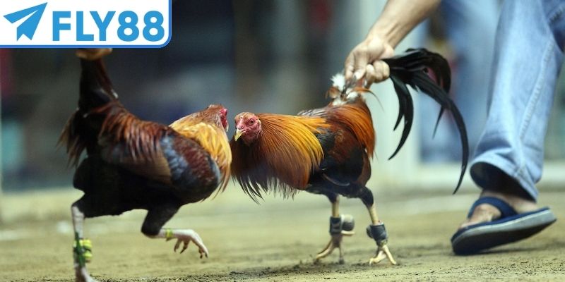 Hệ thống quy định thắng thua rõ ràng