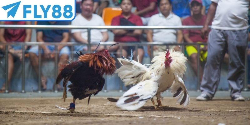 Chiến kê tạo nên cuộc so tài hấp dẫn khó quên