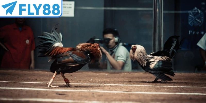 Đá gà Thomo thiết kế quy mô lớn cho hội viên