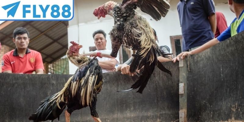 Đá gà trực tiếp SV368 cung cấp trận đá gà đòn
