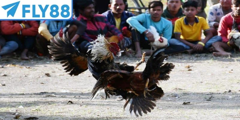 Đá gà trực tiếp SV368 xây dựng với quy trình chuyên nghiệp