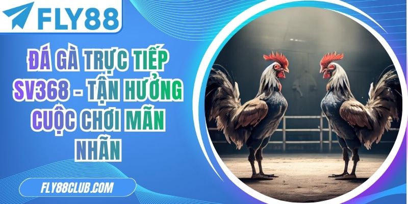 Đá Gà Trực Tiếp SV368