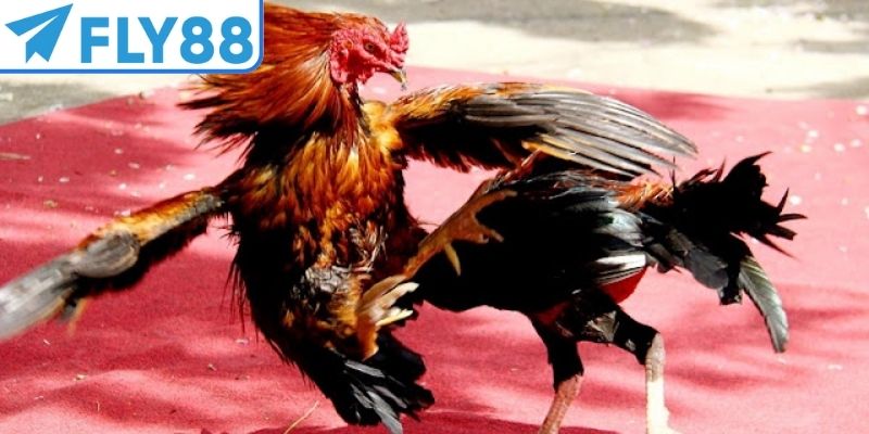 FAQ - Câu hỏi thường gặp tại nền tảng