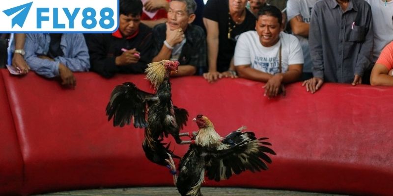 Mẹo đặt cược Paroli thu hút đông đảo người chơi tham gia