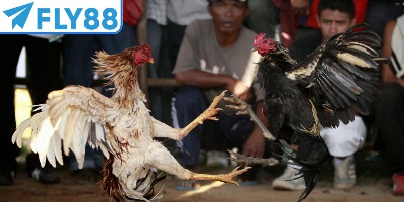 Đá gà FLY888 uy tín, xanh chín nhất châu Á