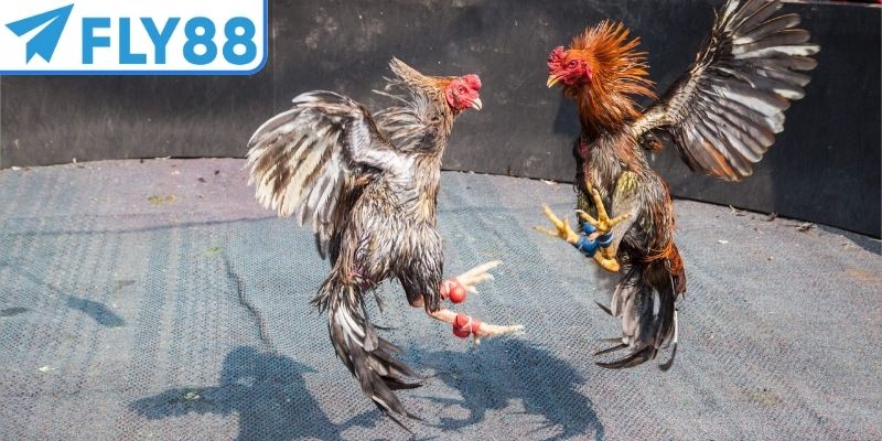 Đá gà tre hấp dẫn mang đến trải nghiệm đa dạng